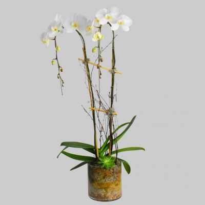 White Cascading Orchid Plant - Double in Houston, TX