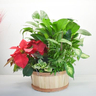 Seasonal Blooming & Green dish garden in Houston, TX