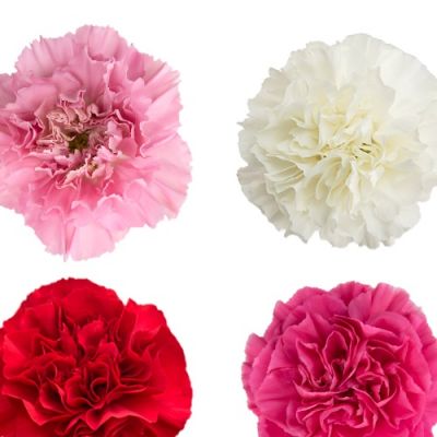 Call For Availability - 100 DIY Bulk Carnations Valentine's Colors  in Houston, TX