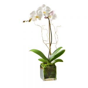 White Orchid Plant in Houston, TX
