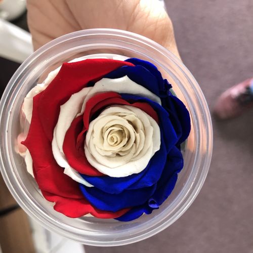 Single Preserved Rose - Red, white, and blue in Houston, TX
