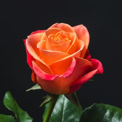 Orange rose  in Houston, TX