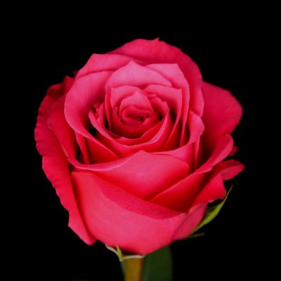 Hot Pink rose  in Houston, TX