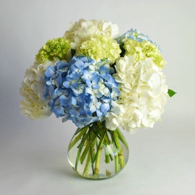 Mighty Hydrangea in Houston, TX