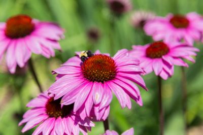 15 Prettiest Native Flowers For Houston Scent Violet Flowers