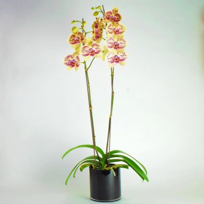 Yellow Orchid Plant