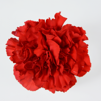 Call For Availability - DIY Red Carnations Box of 200 in Houston, TX