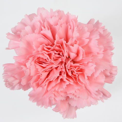 Pink carnations - Box of 200 in Houston, TX