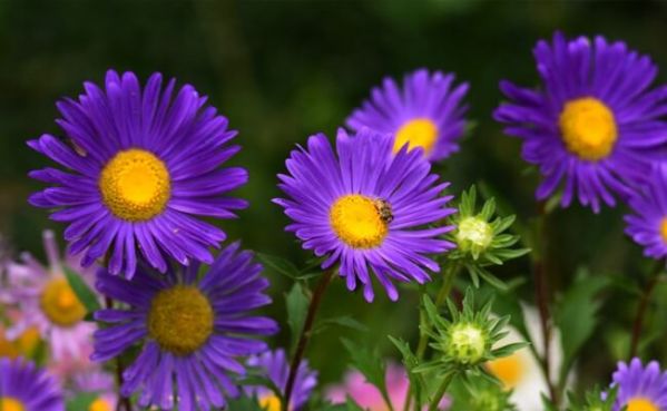 asters.jpg