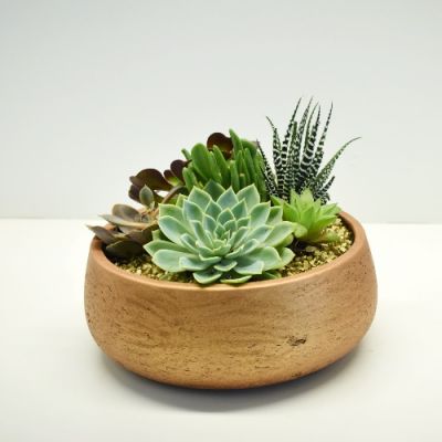 Succulent Garden - Bronze in Houston, TX