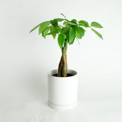 Money Tree in Houston, TX