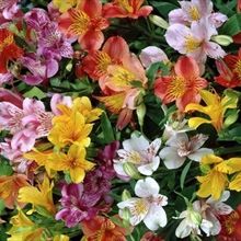 Assorted alstroemeria  in Houston, TX