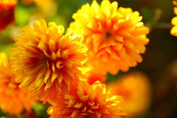 chrysanthemum.jpg