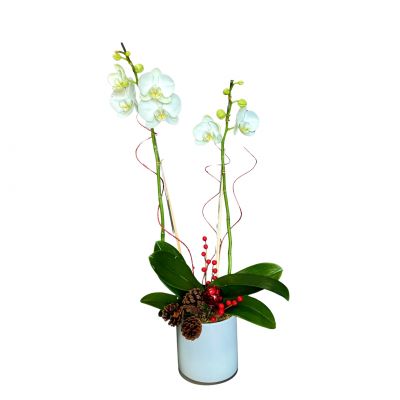 Christmas Orchid Plant in Houston, TX
