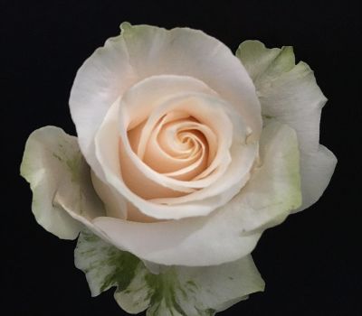 Cream rose  in Houston, TX