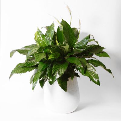 Contemporary Peace Lily Plant in Houston, TX