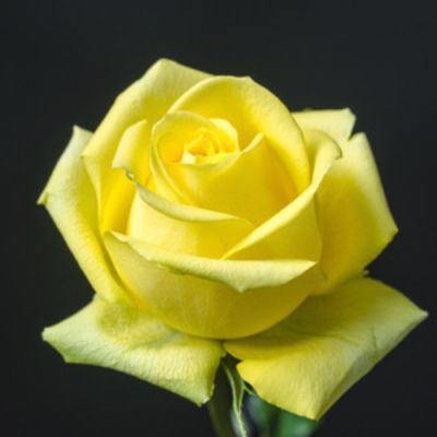 Bulk Yellow Roses - Box of 100  in Houston, TX