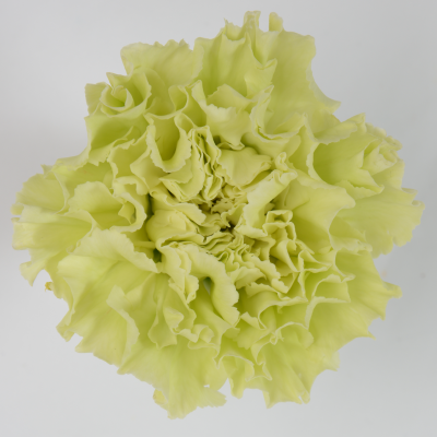 Green carnations in Houston, TX