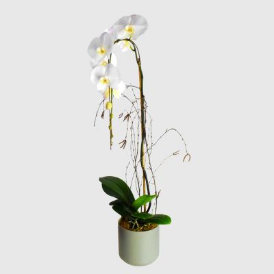 White Cascading Orchid Plant - Single in Houston, TX