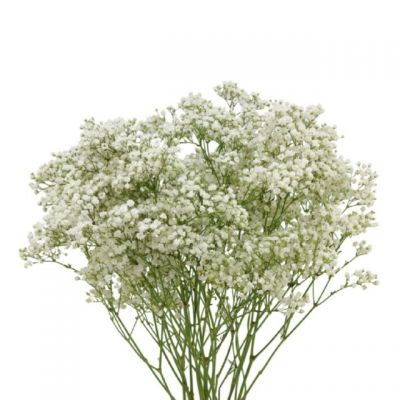 Giant Rainbow Baby Breath Flowers  Same Day Flower Delivery Houston TX,  Dallas TX