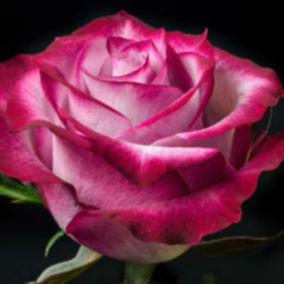 DIY Bulk Purple Rose  in Houston, TX
