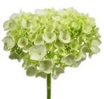 Call For Availability - Mini Green Hydrangea  in Houston, TX