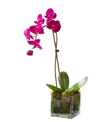 Mini Purple Orchid Plant in Houston, TX