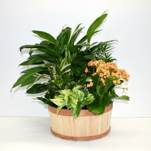 Seasonal Blooming & Green dish garden in Houston, TX