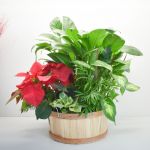 Seasonal Blooming & Green dish garden in Houston, TX