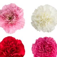 Call For Availability - 100 DIY Bulk Carnations Valentine's Colors  in Houston, TX