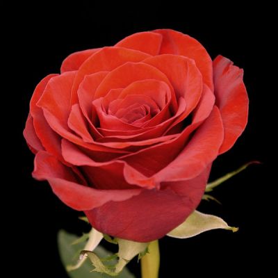 Call For Availability - DIY Bulk Red Roses in Houston, TX