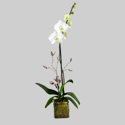 Single White Orchid in Houston, TX