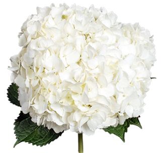 White hydrangea - Box of 40 