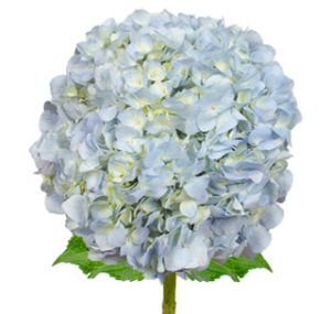 Call For Availability - DIY Blue Hydrangeas Box of 30 in Houston, TX