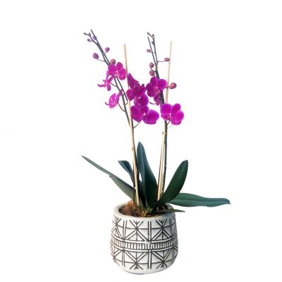 Naima - Mini Purple Orchid Plant in Houston, TX