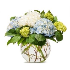 Mighty Hydrangea in Houston, TX