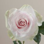 Call For Availability - Bulk Light Pink Roses in Houston, TX