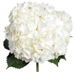 Call For Availability - DIY White Hydrangeas Box of 30  in Houston, TX