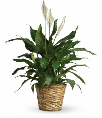 Large Peace Lily Plant in Houston, TX