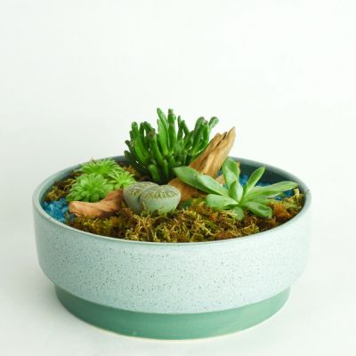 Blue River - Succulent Garden in Houston, TX