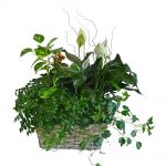 Living Green Garden Basket