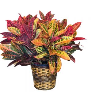 Croton Plant in Houston, TX