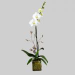 Single White Orchid in Houston, TX
