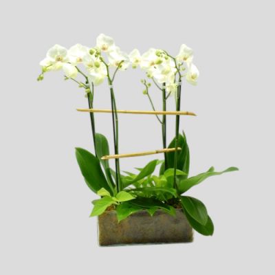 Mini White Orchid Garden in Houston, TX