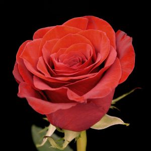 Bulk Red Roses - Box of 100