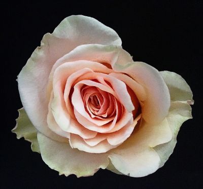 Blush pink rose in Houston, TX