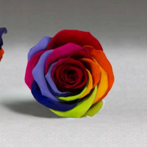 Single Preserved Rose - Rainbow