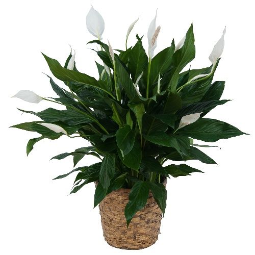 Small Peace Lily Plant 