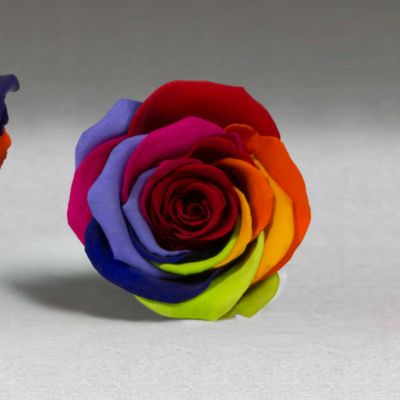 Single Preserved Rose - Rainbow in Houston, TX