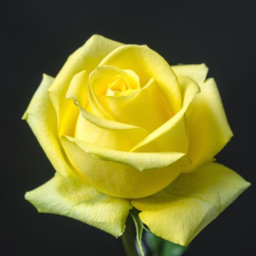 Bulk Yellow Roses - Box of 100 